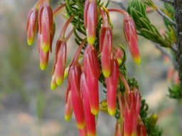 Erica plukenetii no brown stamens visible yet